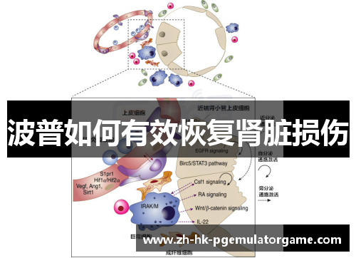 波普如何有效恢复肾脏损伤